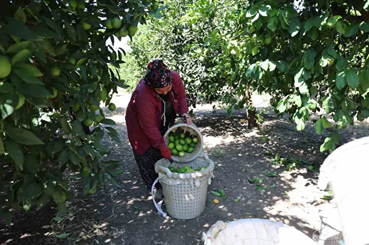 gecen yil bahcede de tezgahta da fiyati ucuzdu 1 liradan 20 liraya yukseldi bu KGqZ68a1
