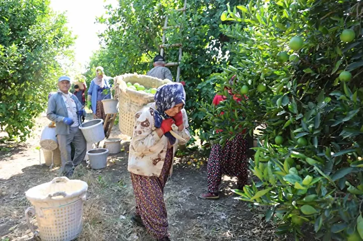 gecen yil bahcede de tezgahta da fiyati ucuzdu 1 liradan 20 liraya yukseldi bu SlAP466h