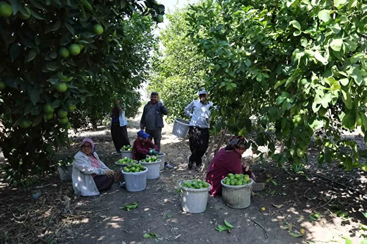 gecen yil bahcede de tezgahta da fiyati ucuzdu 1 liradan 20 liraya yukseldi bu ifHJB4h5