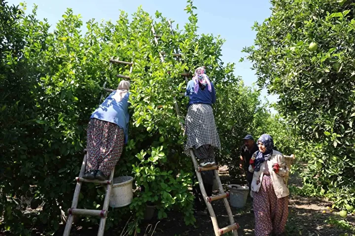 gecen yil bahcede de tezgahta da fiyati ucuzdu 1 liradan 20 liraya yukseldi bu p1cTn8gN