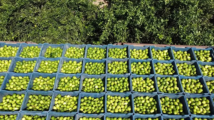 gecen yil bahcede de tezgahta da fiyati ucuzdu 1 liradan 20 liraya yukseldi bu q2SgM3Yf