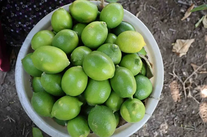 gecen yil bahcede de tezgahta da fiyati ucuzdu 1 liradan 20 liraya yukseldi bu si9CjLtg