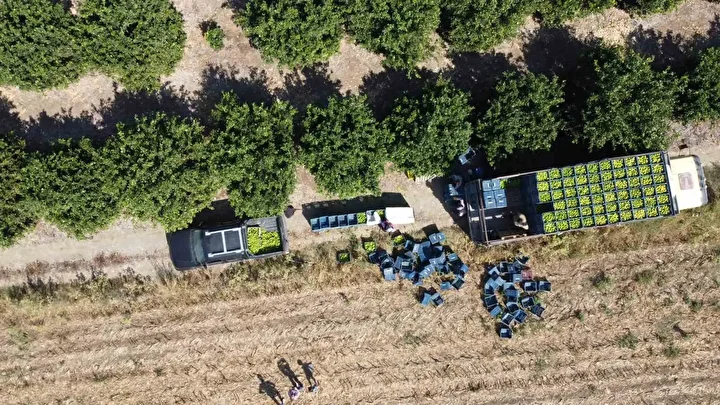 gecen yil bahcede de tezgahta da fiyati ucuzdu 1 liradan 20 liraya yukseldi bu wiKrDFzR