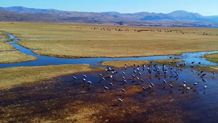 Göç eden turnalar Erzurum’da objektiflere yansıdı 4 goc eden turnalar erzurumda objektiflere yansidi 3 pwdqrGql