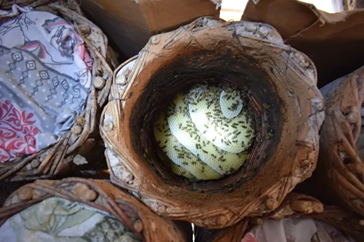 guclu arazi sartlarinda 35 yildir bu isi yapiyor kilosu 2 bin lira 6 w3PKaE84