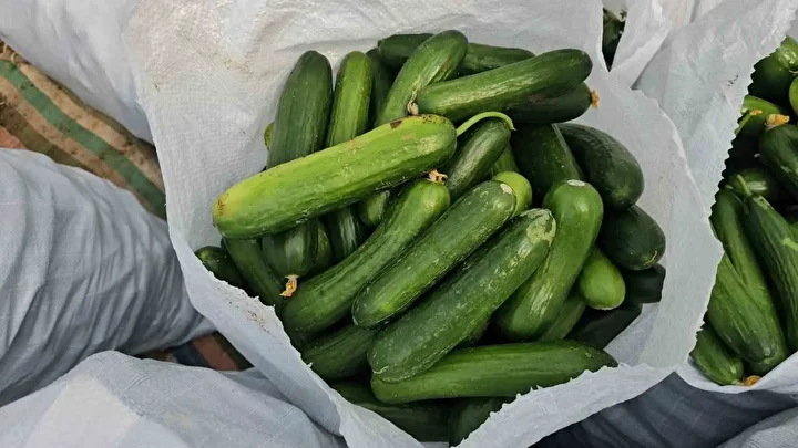 ilcede eksikligi gorup sera kurdu 20 ailenin ekmek kapisi oldu 2 c8PPniHd