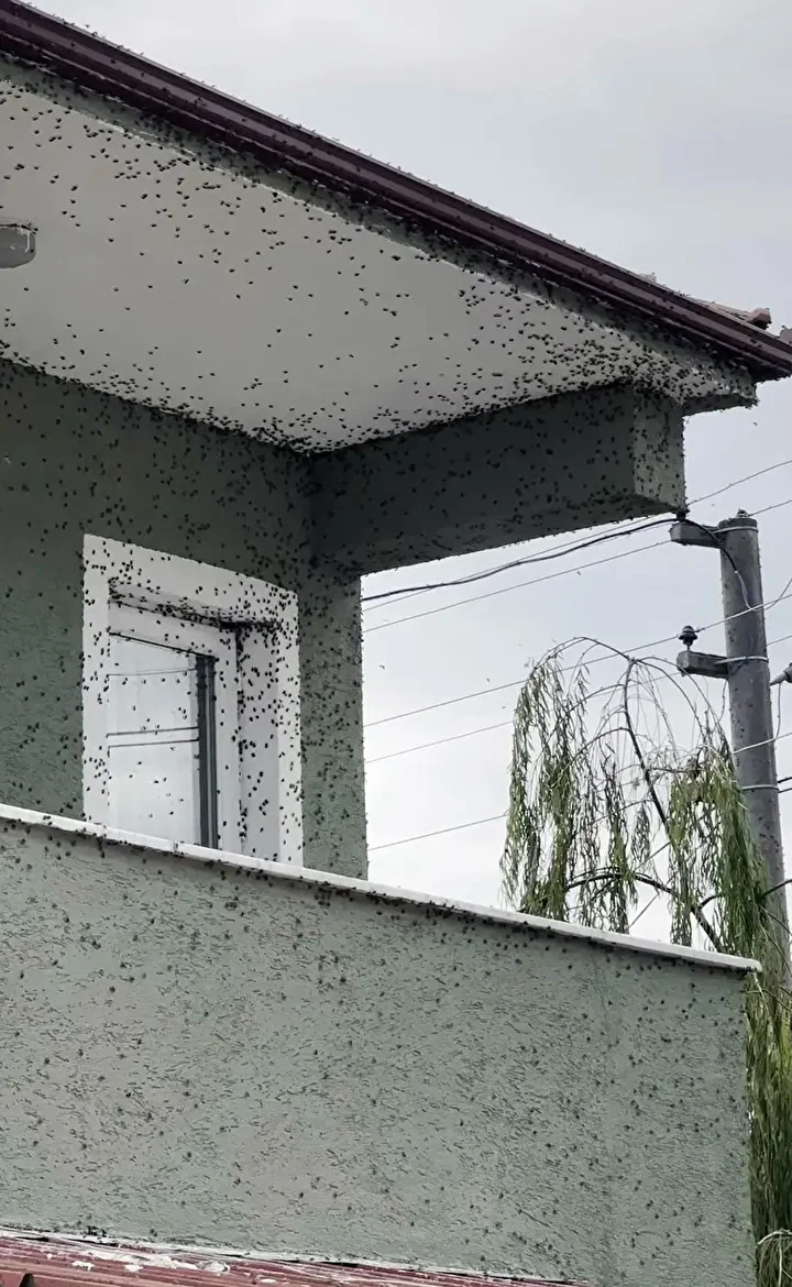 Kabus Türkiye'ye geri döndü: İki bölgeyi istila etti bina adeta renk değişti 1 kabus turkiyeye geri dondu iki bolgeyi istila etti bina adeta renk degisti 0 RBISEWem