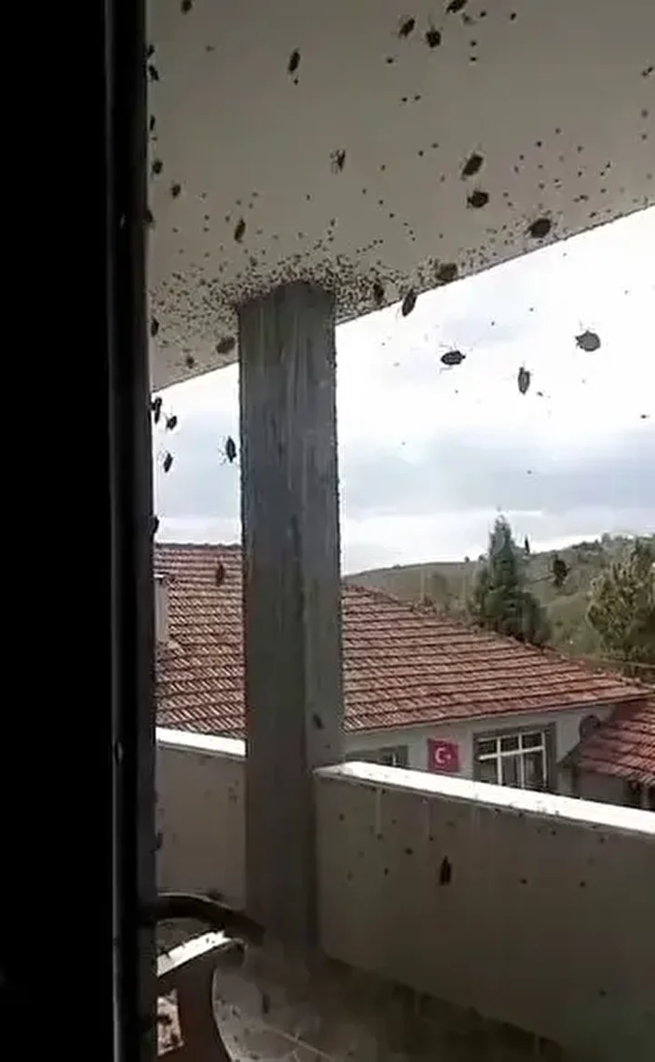 Kabus Türkiye'ye geri döndü: İki bölgeyi istila etti bina adeta renk değişti 4 kabus turkiyeye geri dondu iki bolgeyi istila etti bina adeta renk degisti 3 cdAWCudM