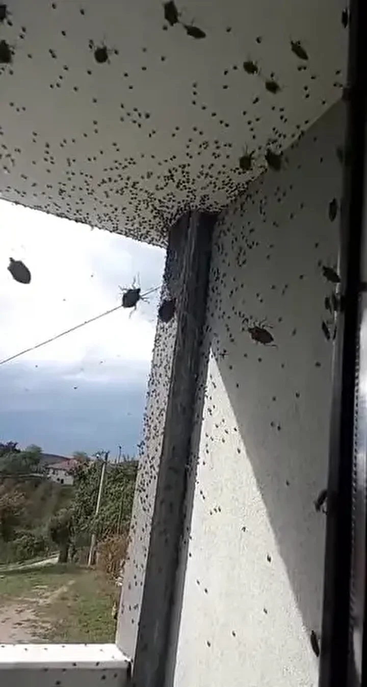 Kabus Türkiye'ye geri döndü: İki bölgeyi istila etti bina adeta renk değişti 5 kabus turkiyeye geri dondu iki bolgeyi istila etti bina adeta renk degisti 4 O3AkIfnh