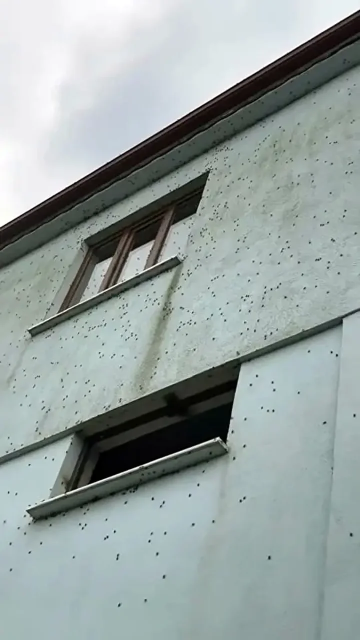 Kabus Türkiye'ye geri döndü: İki bölgeyi istila etti bina adeta renk değişti 7 kabus turkiyeye geri dondu iki bolgeyi istila etti bina adeta renk degisti 6 56JRsCnb