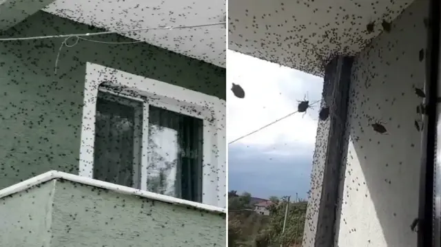 Kabus Türkiye’ye geri döndü: İki bölgeyi istila etti bina adeta renk değişti kabus turkiyeye geri dondu iki bolgeyi istila etti bina adeta renk degisti jUPJ41z9.webp