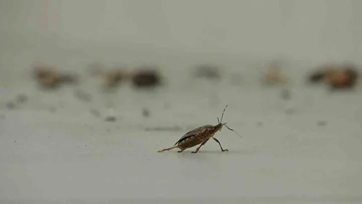 kahverengi kokarca istilasi vatandaslari huzursuz ediyor 0 pt5BQ8uY