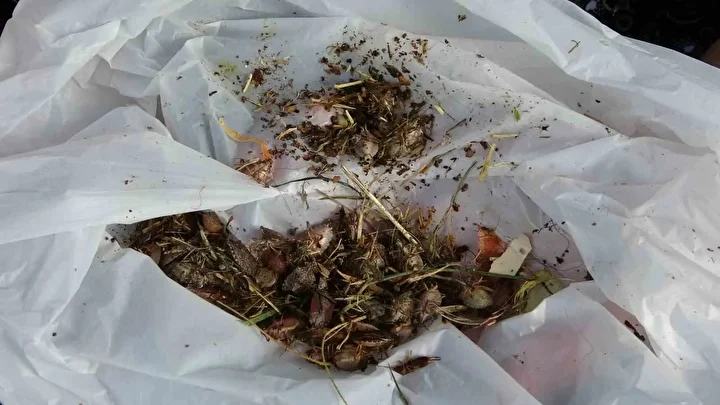 kahverengi kokarca istilasi vatandaslari huzursuz ediyor 4 lDAvyBZW