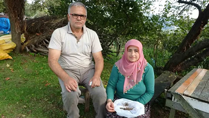 kahverengi kokarca istilasi vatandaslari huzursuz ediyor 6 KUirieTB