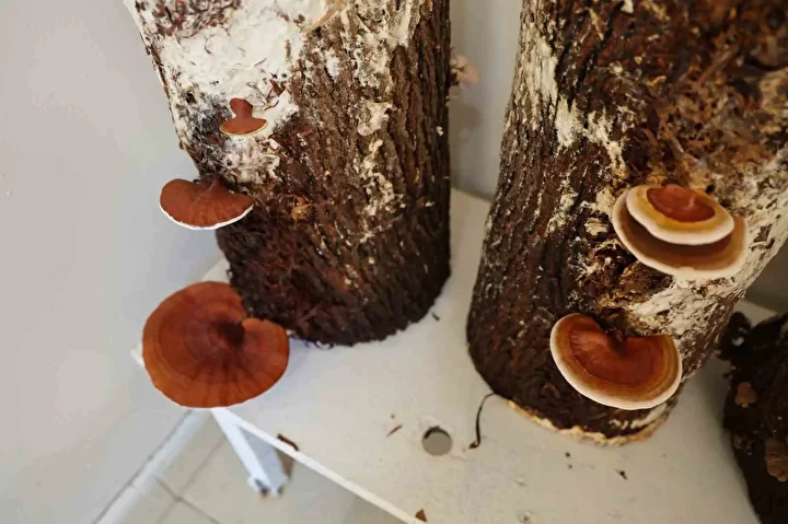 kilogrami 15 bin tlye kadar cikiyor kirmizi reishi mantari urettiler 1 szOIYaH7