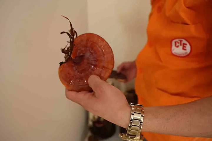 kilogrami 15 bin tlye kadar cikiyor kirmizi reishi mantari urettiler 10 aaUlLjCP