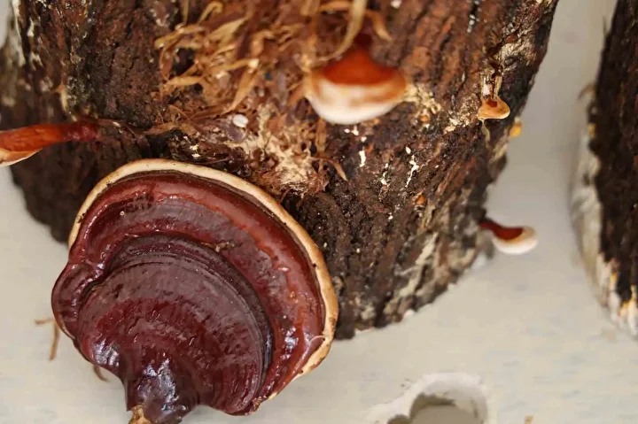 kilogrami 15 bin tlye kadar cikiyor kirmizi reishi mantari urettiler 3 PZC1HfSZ