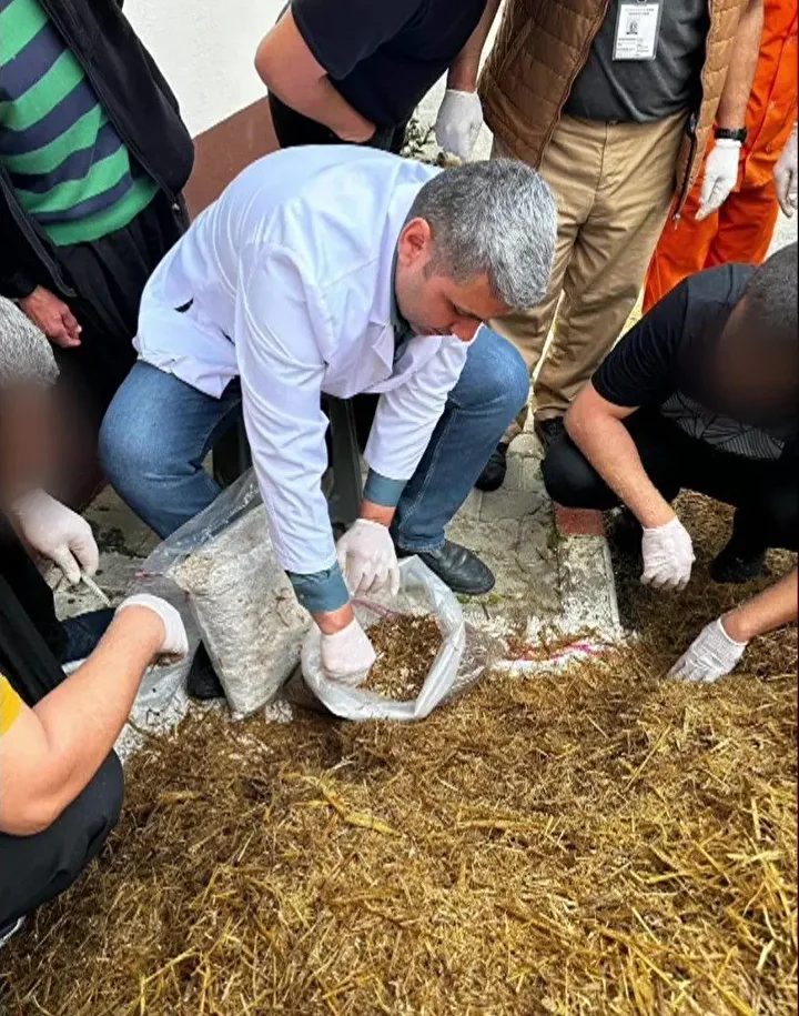 kilogrami 15 bin tlye kadar cikiyor kirmizi reishi mantari urettiler 4 v6KItcZa
