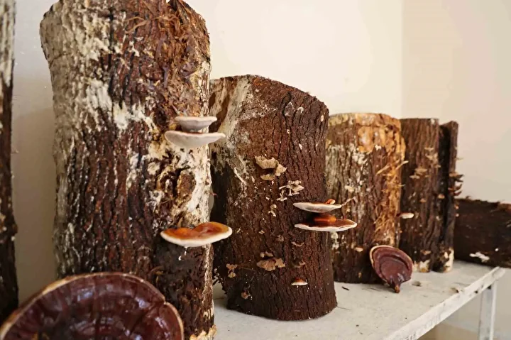 kilogrami 15 bin tlye kadar cikiyor kirmizi reishi mantari urettiler 8 yeE47tJa