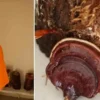 kilogrami 15 bin tlye kadar cikiyor kirmizi reishi mantari urettiler mRdjaesQ.webp