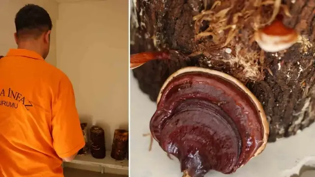 kilogrami 15 bin tlye kadar cikiyor kirmizi reishi mantari urettiler mRdjaesQ.webp