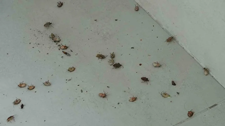 kokarca alarmi vatandaslar kabusu yasiyor 2 VgdU9us3