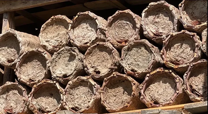 lisanlara destan hakkari balinda hasat basladi el degmiyor seker katilmiyor 3 ZnByKdfg