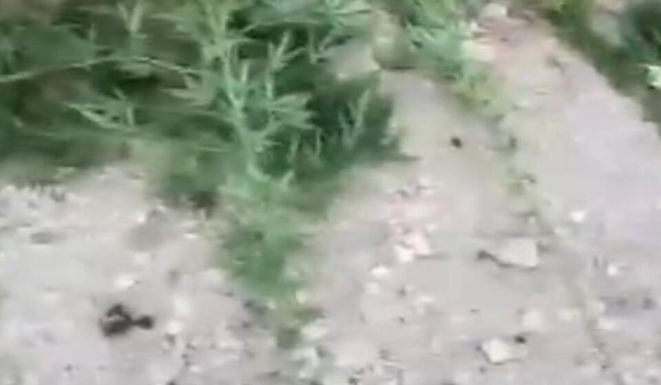 Mardin’de uyuşturucu operasyonunda 3 gözaltı mardinde uyusturucu operasyonunda 3 gozalti LS82qFUg.jpg