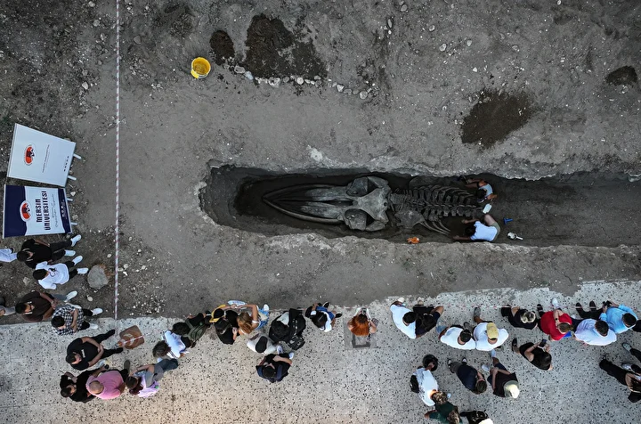 mersinde 4 yil evvel gomulmustu uzunlugu tam 14 metre fin balinasinin iskeleti topraktan cikariliyor 1HBuIONg
