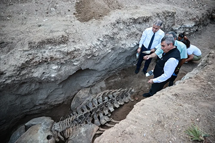mersinde 4 yil evvel gomulmustu uzunlugu tam 14 metre fin balinasinin iskeleti topraktan cikariliyor PiZyD64u