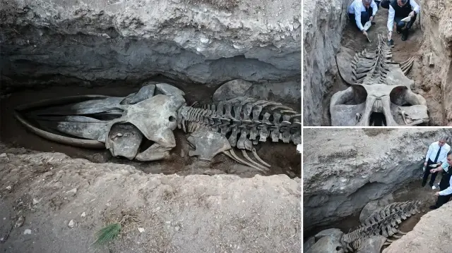 mersinde 4 yil evvel gomulmustu uzunlugu tam 14 metre fin balinasinin iskeleti topraktan cikariliyor d7TdOeSA.webp