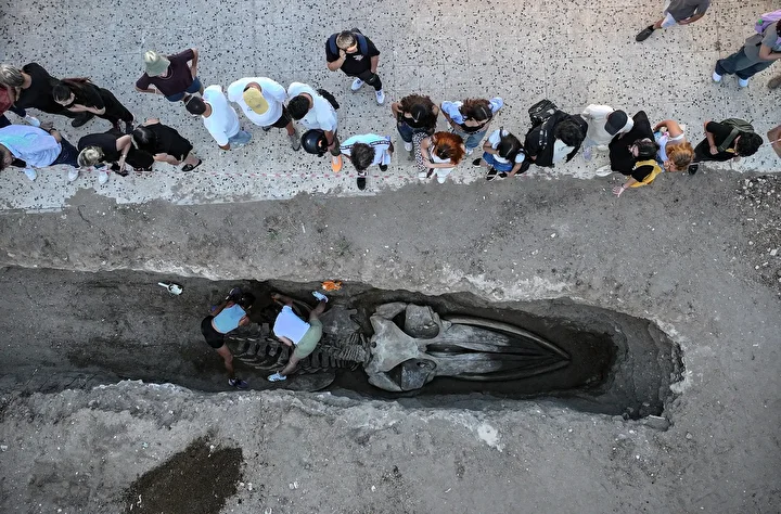 mersinde 4 yil evvel gomulmustu uzunlugu tam 14 metre fin balinasinin iskeleti topraktan cikariliyor kLpSWpeU