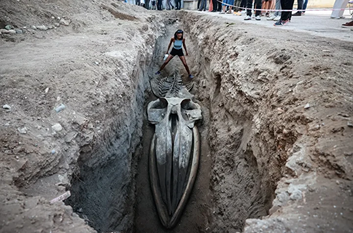 mersinde 4 yil evvel gomulmustu uzunlugu tam 14 metre fin balinasinin iskeleti topraktan cikariliyor nj4AAN6N