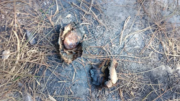 oluleri de rahat birakmiyorlar mezarliktan cikanlar soke etti bayan figurleri kasiklar kuzu kafalari 2 kUuizF4U