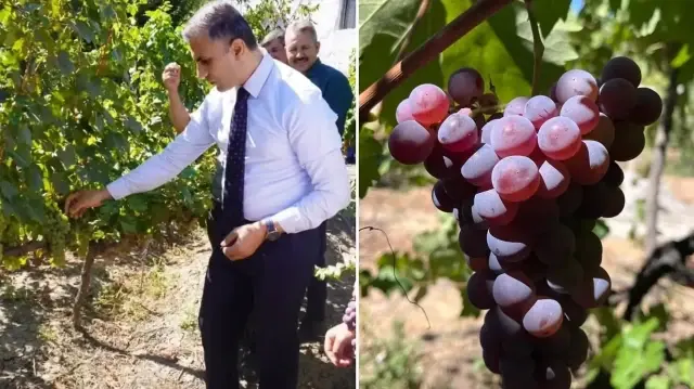 osmancik karasi tescillendi evliya celebi ovguyle bahsetmisti Sc43FFRu.webp
