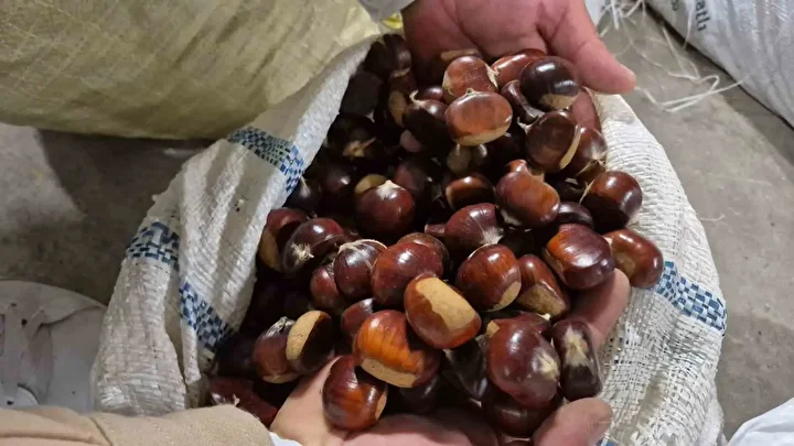 Tescilli lezzet pazara indi: Düzce’nin coğrafik işaretli 'kuzu kestanesi' tezgahlardaki yerini aldı 2 tescilli lezzet pazara indi duzcenin cografik isaretli kuzu kestanesi tezgahlardaki yerini aldi 1