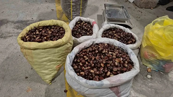 Tescilli lezzet pazara indi: Düzce’nin coğrafik işaretli 'kuzu kestanesi' tezgahlardaki yerini aldı 5 tescilli lezzet pazara indi duzcenin cografik isaretli kuzu kestanesi tezgahlardaki yerini aldi 4