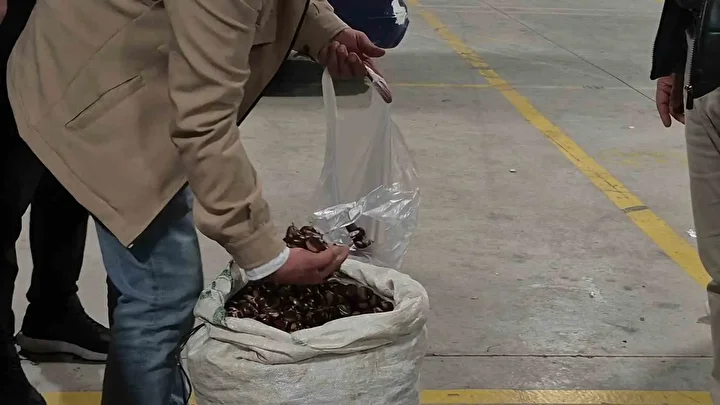 Tescilli lezzet pazara indi: Düzce’nin coğrafik işaretli 'kuzu kestanesi' tezgahlardaki yerini aldı 7 tescilli lezzet pazara indi duzcenin cografik isaretli kuzu kestanesi tezgahlardaki yerini aldi 6 RLuz8ryD