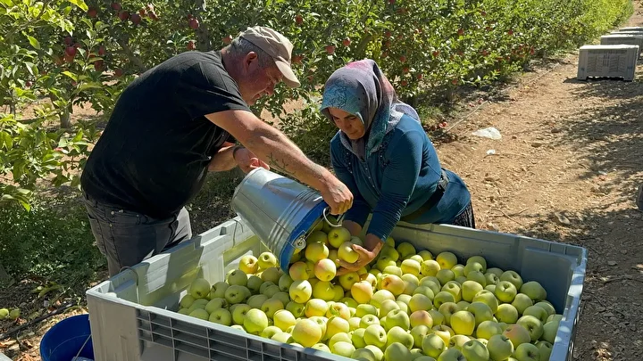 Tescilli meyvede hasat başladı: Avrupalılar kapış kapış alıyor 800 bin ton rekolte bekleniyor 1 tescilli meyvede hasat basladi avrupalilar kapis kapis aliyor 800 bin ton rekolte bekleniyor 0 Q5fSP4rR