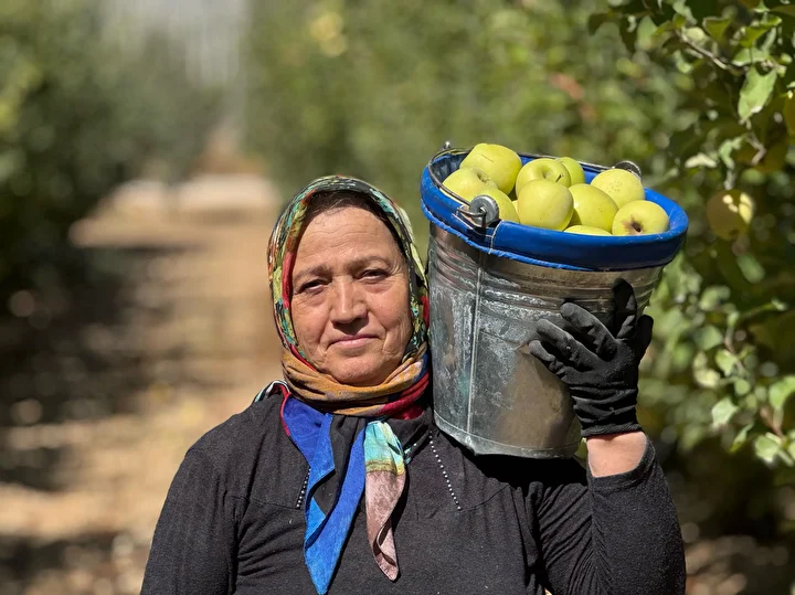 Tescilli meyvede hasat başladı: Avrupalılar kapış kapış alıyor 800 bin ton rekolte bekleniyor 2 tescilli meyvede hasat basladi avrupalilar kapis kapis aliyor 800 bin ton rekolte bekleniyor 1