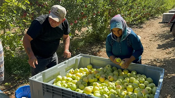 Tescilli meyvede hasat başladı: Avrupalılar kapış kapış alıyor 800 bin ton rekolte bekleniyor 3 tescilli meyvede hasat basladi avrupalilar kapis kapis aliyor 800 bin ton rekolte bekleniyor 2 4UW8LFl8