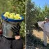 tescilli meyvede hasat basladi avrupalilar kapis kapis aliyor 800 bin ton rekolte bekleniyor fPCQQ7fQ.webp