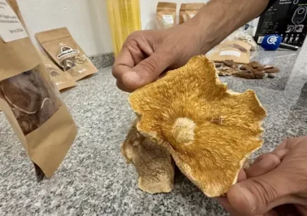 Uzmanından ‘mantar zehirlenmelerinde sıhhat kuruluşuna giderken yanınızda yediğiniz mantardan götürün’ tavsiyesi uzmanindan mantar zehirlenmelerinde sihhat kurulusuna giderken yaninizda yediginiz mantardan goturun tavsiyesi 17Ct6Rmp.webp