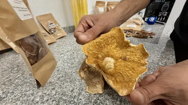 Uzmanından ‘mantar zehirlenmelerinde sıhhat kuruluşuna giderken yanınızda yediğiniz mantardan götürün’ tavsiyesi uzmanindan mantar zehirlenmelerinde sihhat kurulusuna giderken yaninizda yediginiz mantardan goturun tavsiyesi 17Ct6Rmp.webp