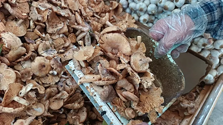 yagmurla gelen rahmet findik tirmiti mantarinin yararlari say say bitmiyor 1 UFOYjPjG