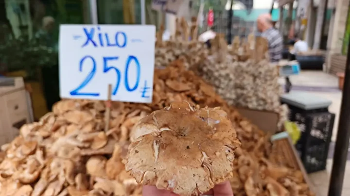 yagmurla gelen rahmet findik tirmiti mantarinin yararlari say say bitmiyor 2 c7Xdq6Oi