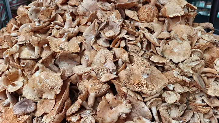 yagmurla gelen rahmet findik tirmiti mantarinin yararlari say say bitmiyor 3