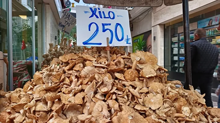 yagmurla gelen rahmet findik tirmiti mantarinin yararlari say say bitmiyor 6 lDKjX72a