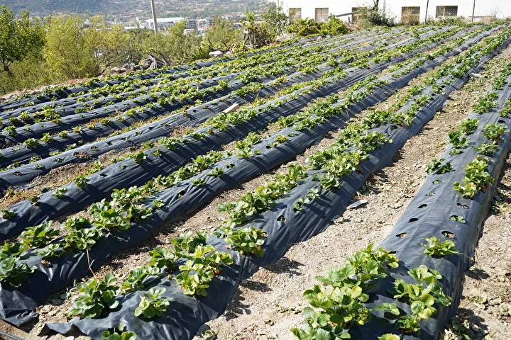 30 yildir tek kurus almiyor hayir bahcesinin duzgunluk bekcisi 6