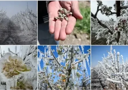 Bakan Yumaklı çiftçilere müjdeyi verdi: Zirai don ödemeleri başlıyor bakan yumakli ciftcilere mujdeyi verdi zirai don odemeleri basliyor Nbast3jT.webp